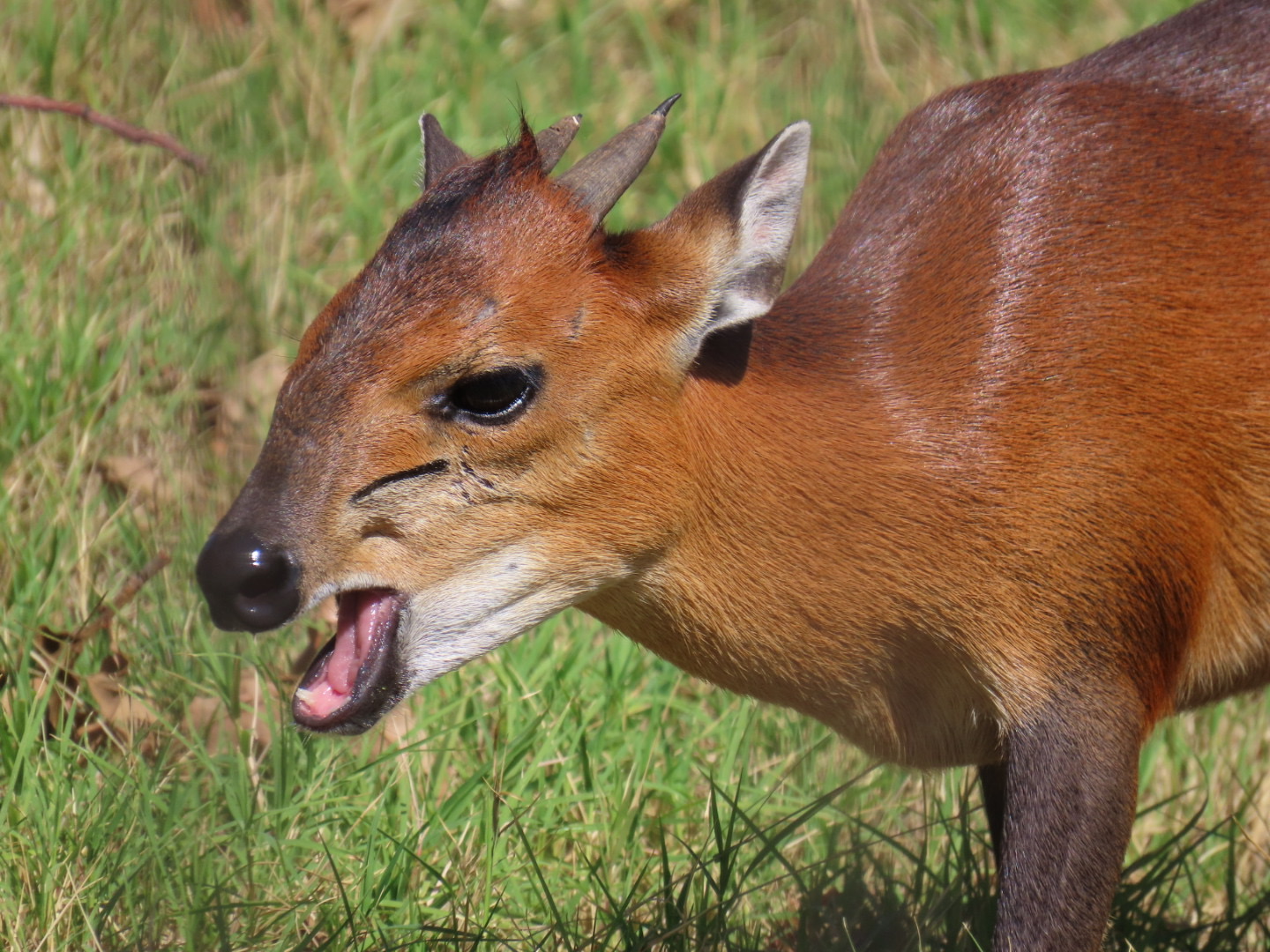 Red-flanked Duiker