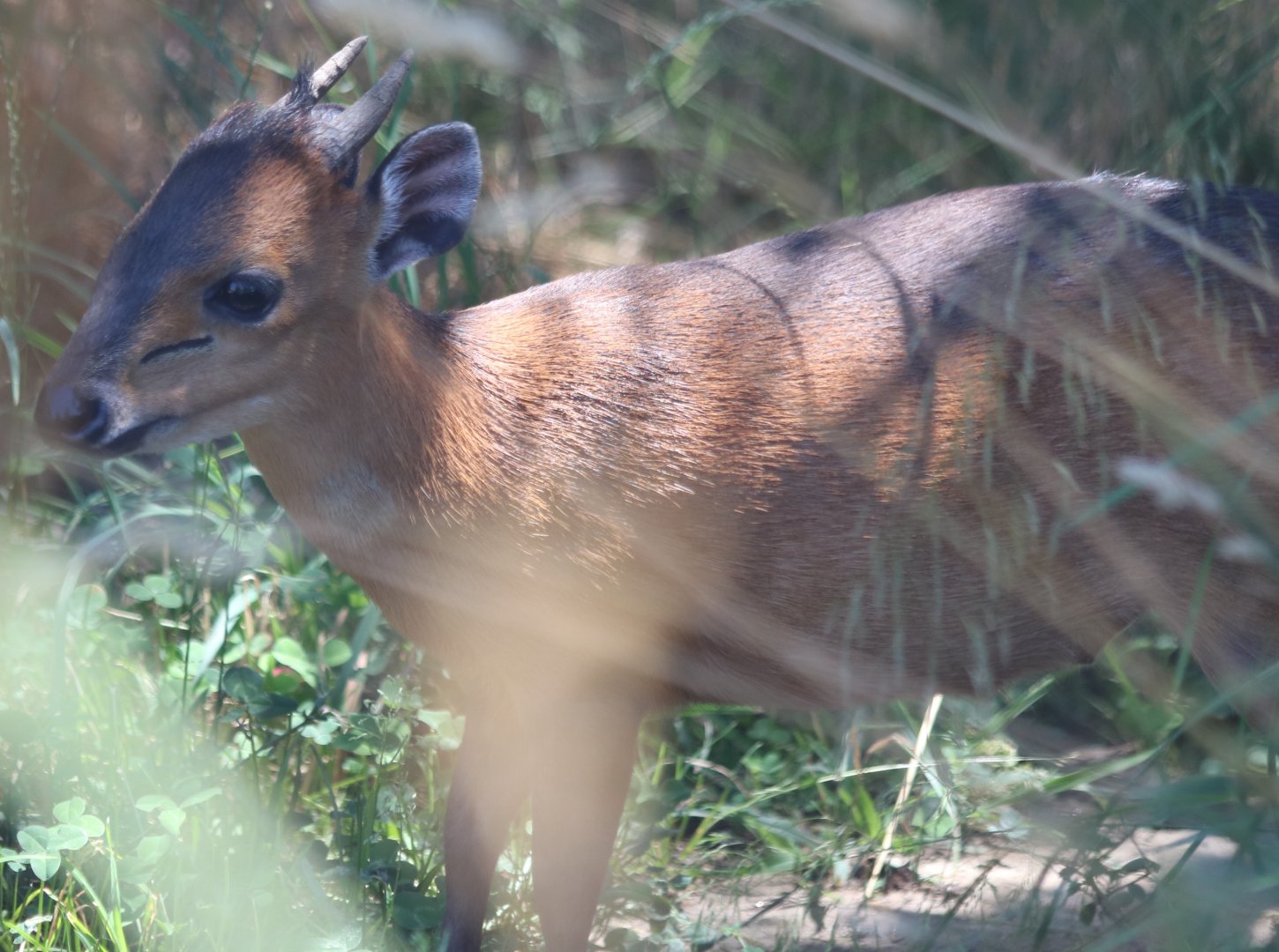 Red-flanked Duiker