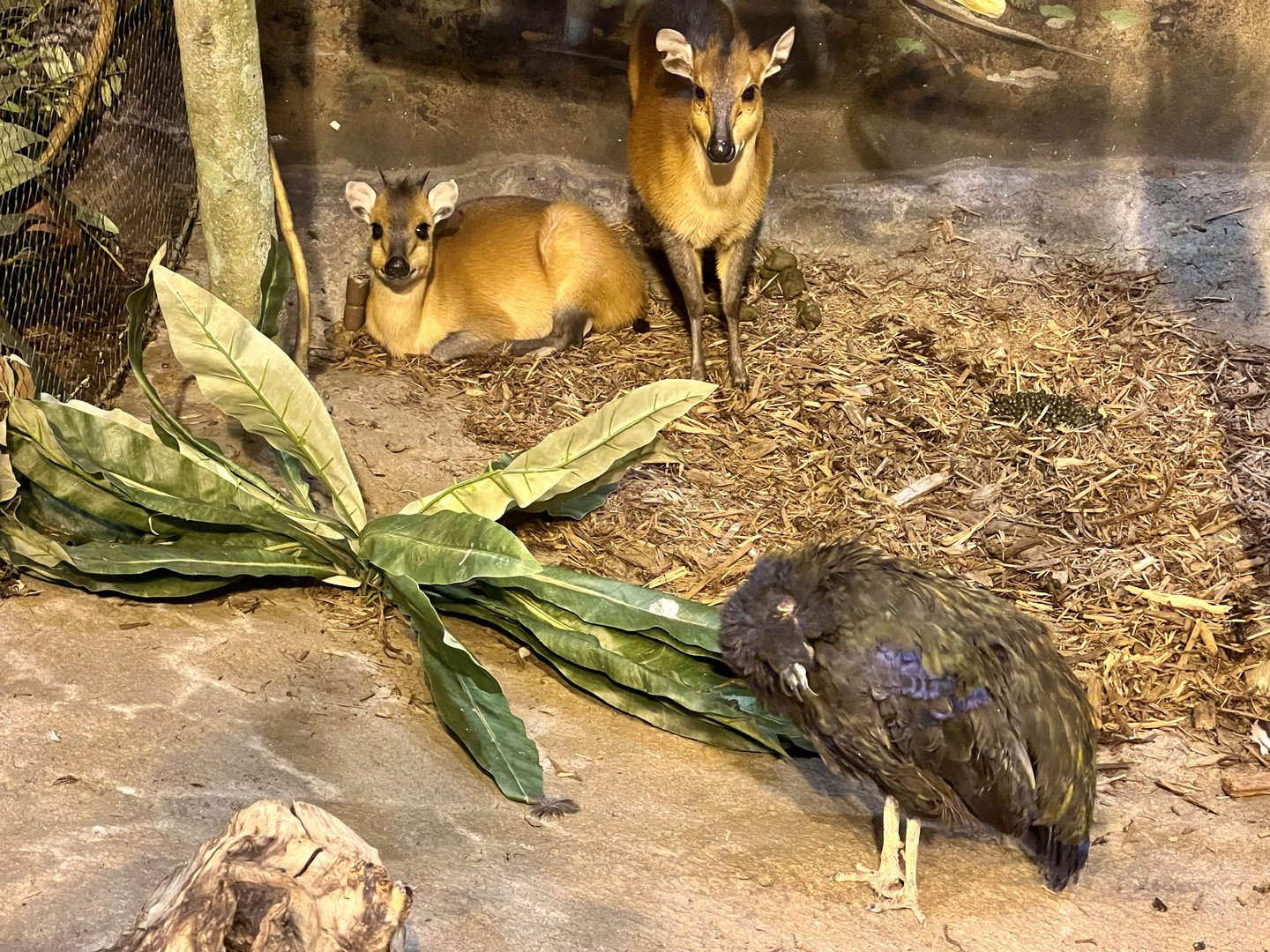 Red-flanked Duikers and Congo Peafowl