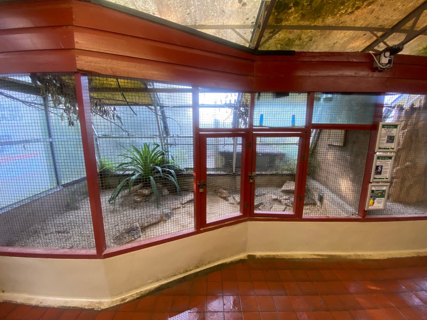 Red-flanked lorikeet aviary 081023
