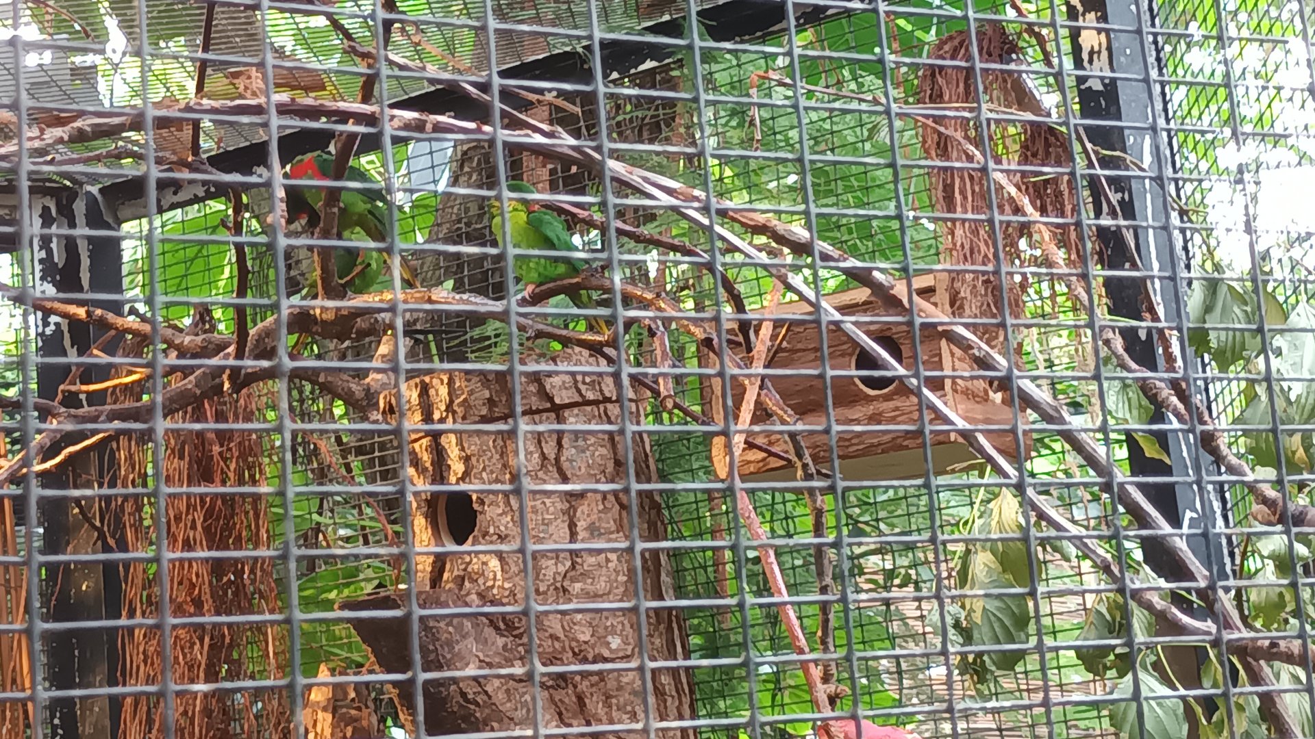 Red flanked Lorikeet Aviary