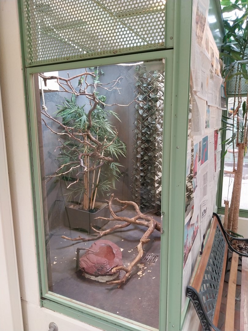 Red-flanked lorikeet aviary