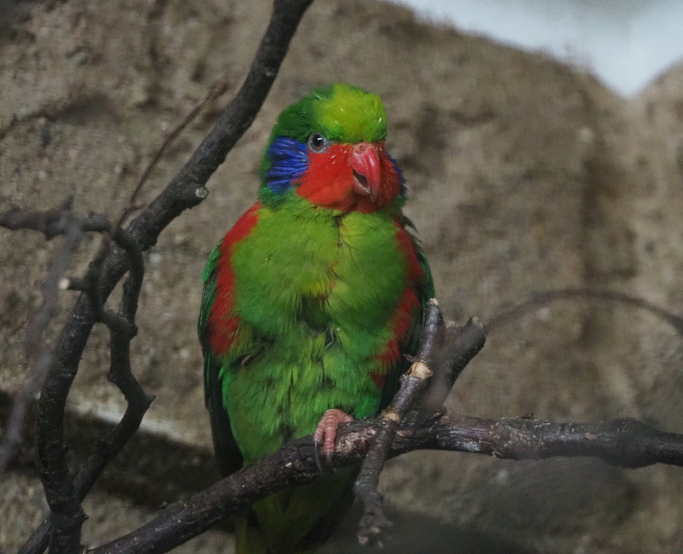 Red-flanked lorikeet(Charmosyna placentis placentis), 2020-05-24
