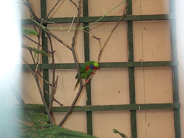 red flanked lorikeet  Charmosyna placentis