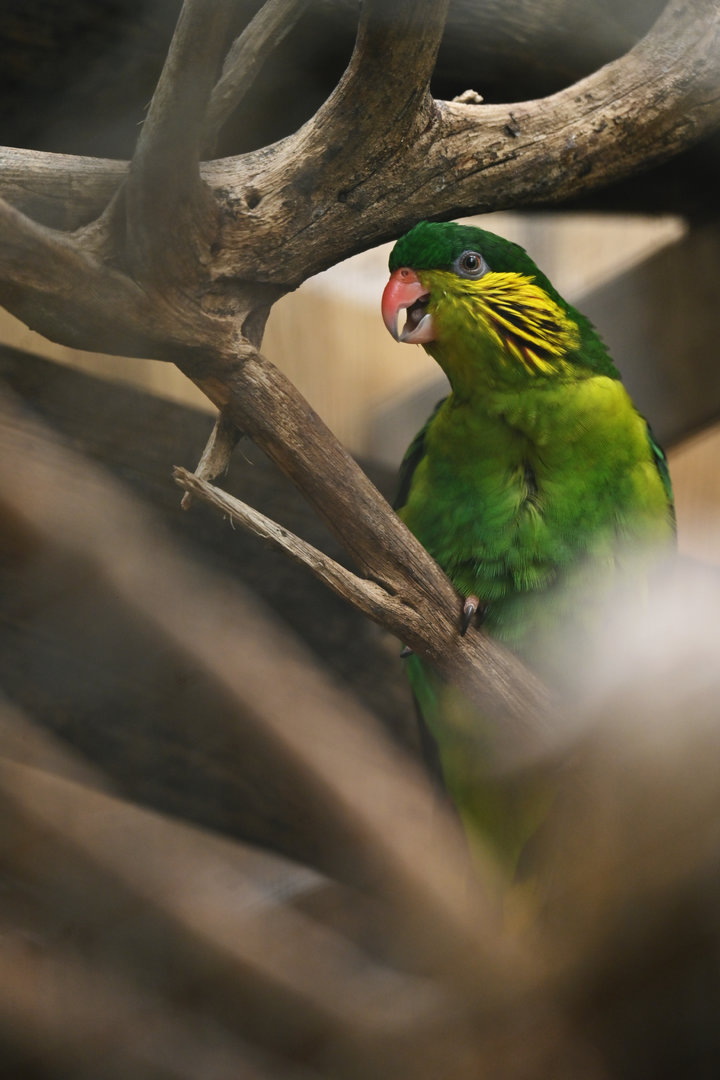 Red-flanked Lorikeet Charmosyna placentis