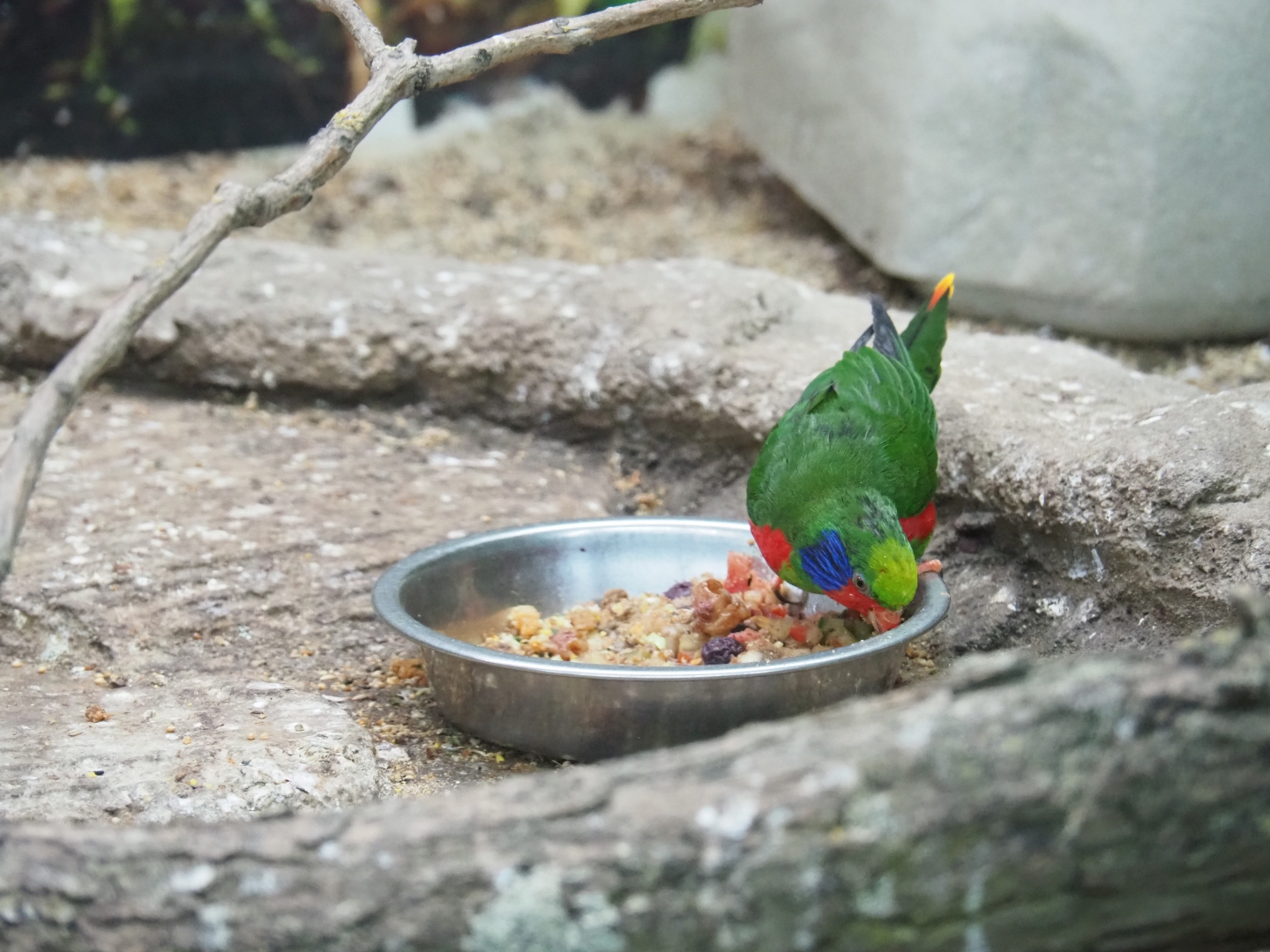 Red-flanked lorikeet (Charmoyna placentis)