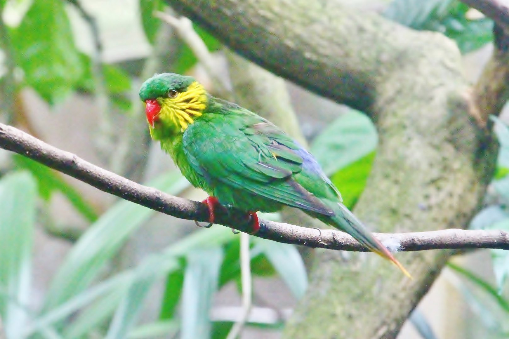 Red-flanked Lorikeet (Hypocharmosyna placentis)