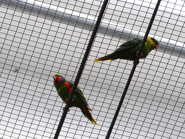 Red-flanked lorikeet  (Hypocharmosyna placentis)