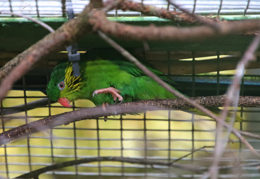 Red-flanked lorikeet (Hypocharmosyna placentis)