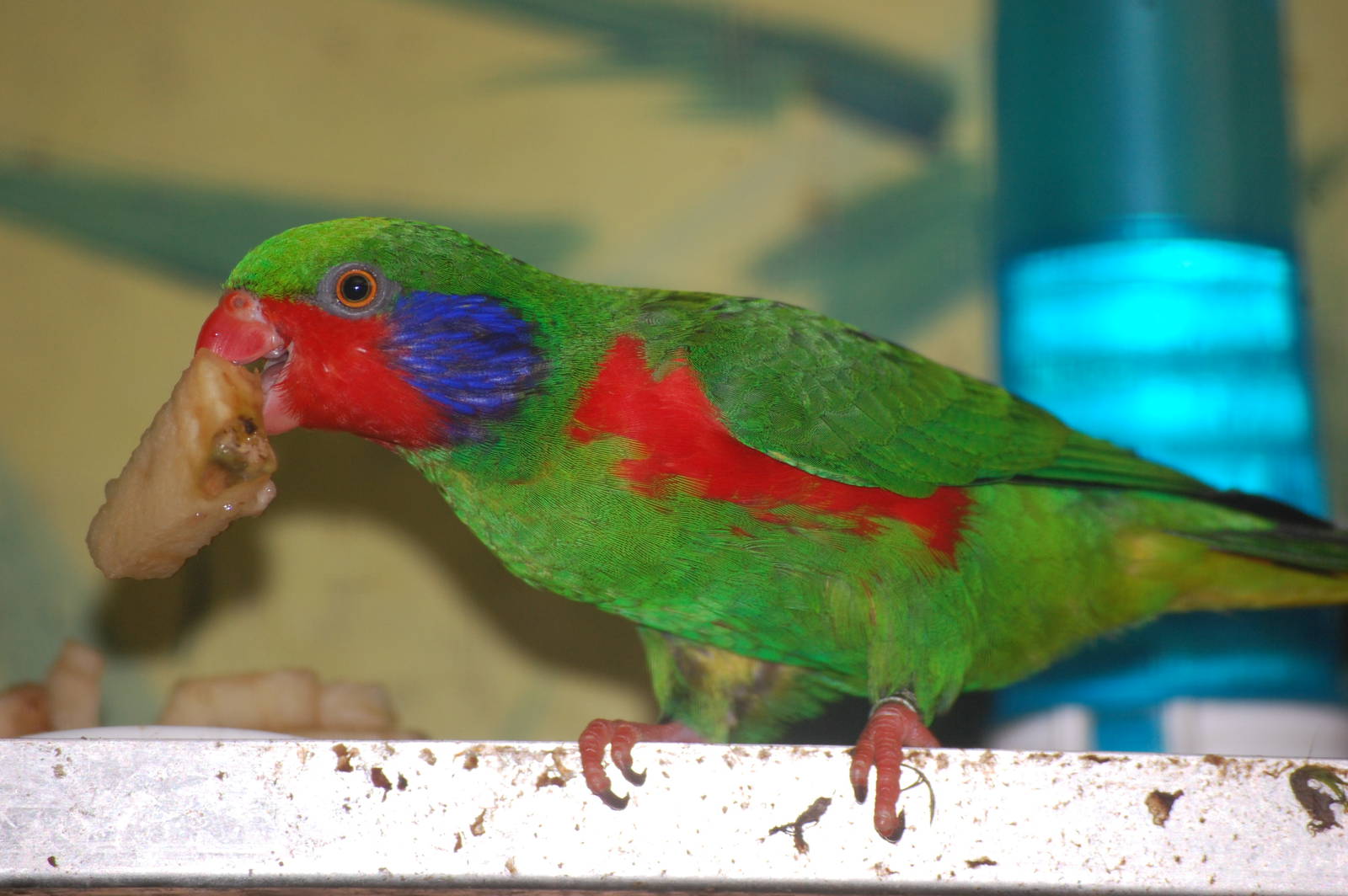 Red-flanked Lorikeet