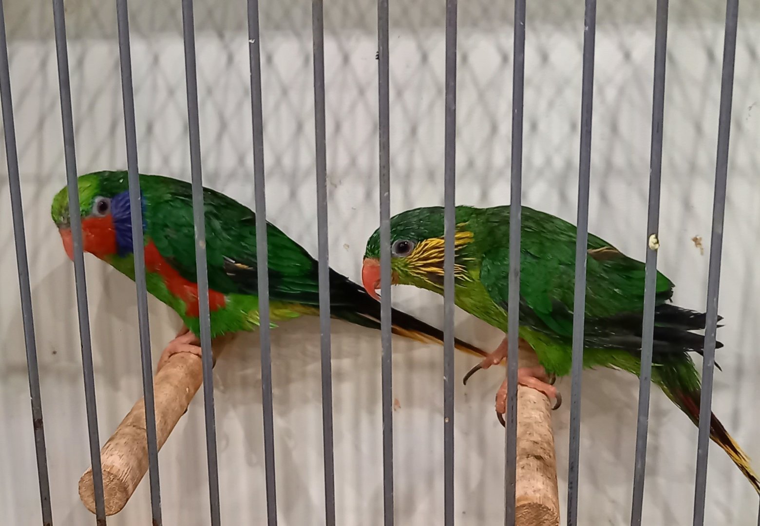 Red-flanked lorikeets - pair