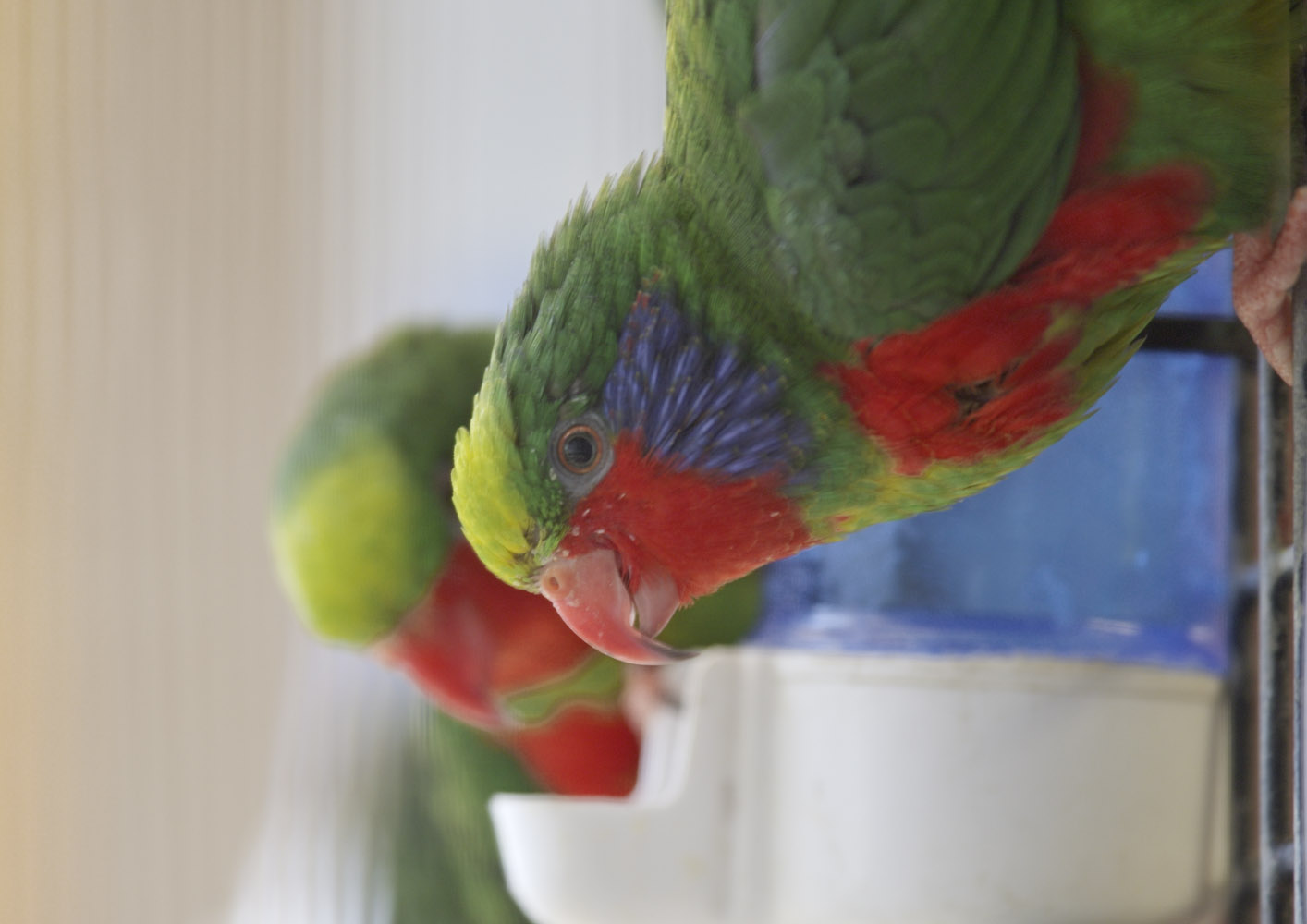 Red-flanked lorikeets