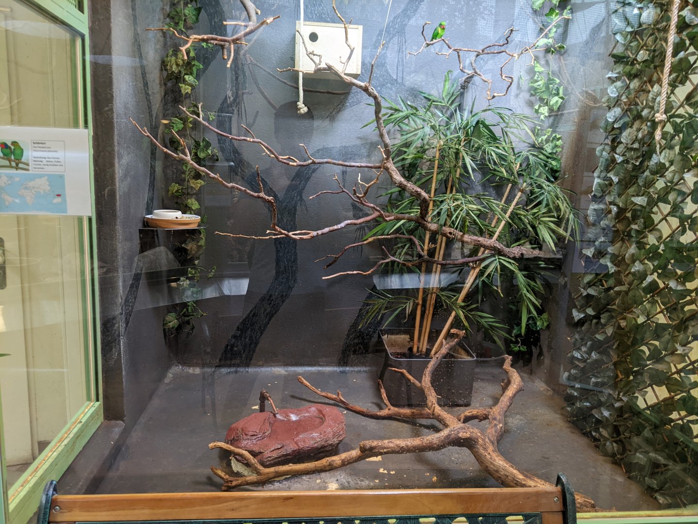 Red-Flanked Lory Exhibit