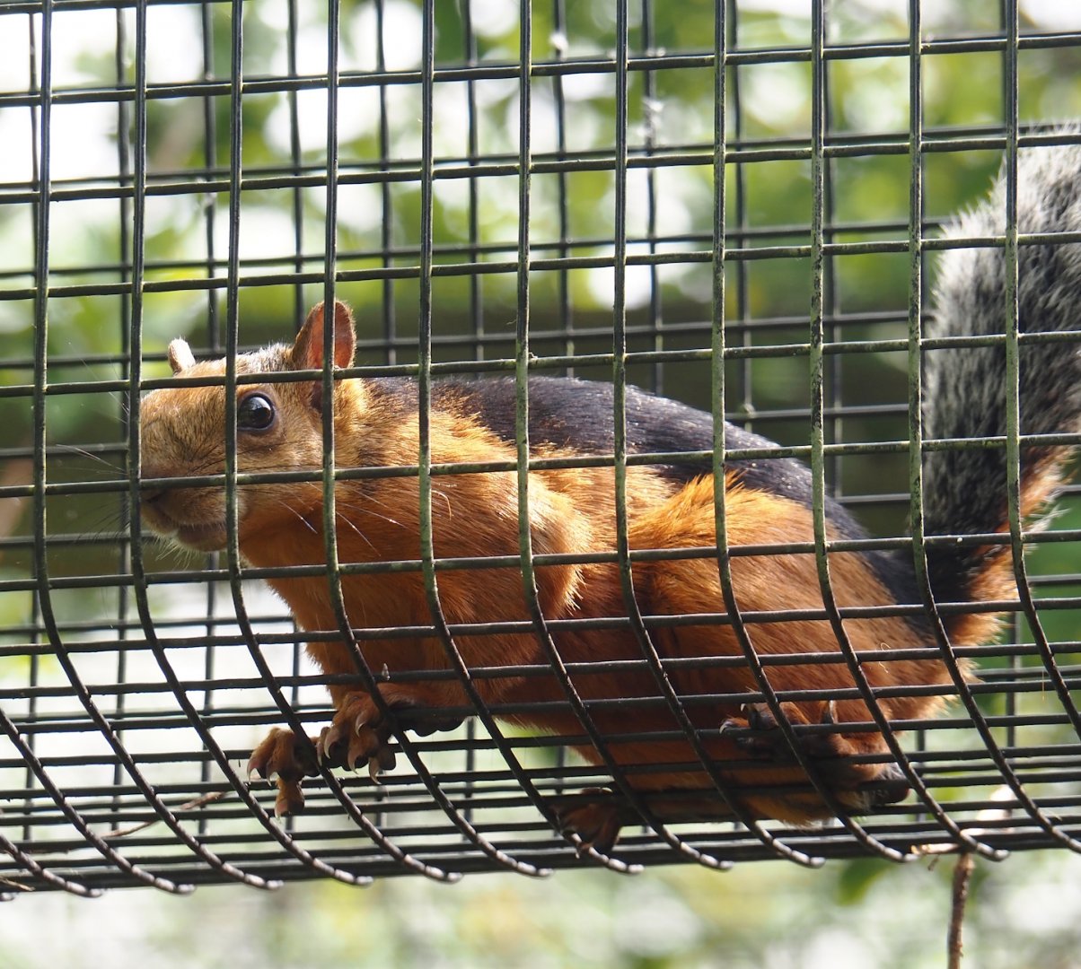Red-flanked variegated squirrel (Sciurus variegatoides atrirufus) 2024-05-11