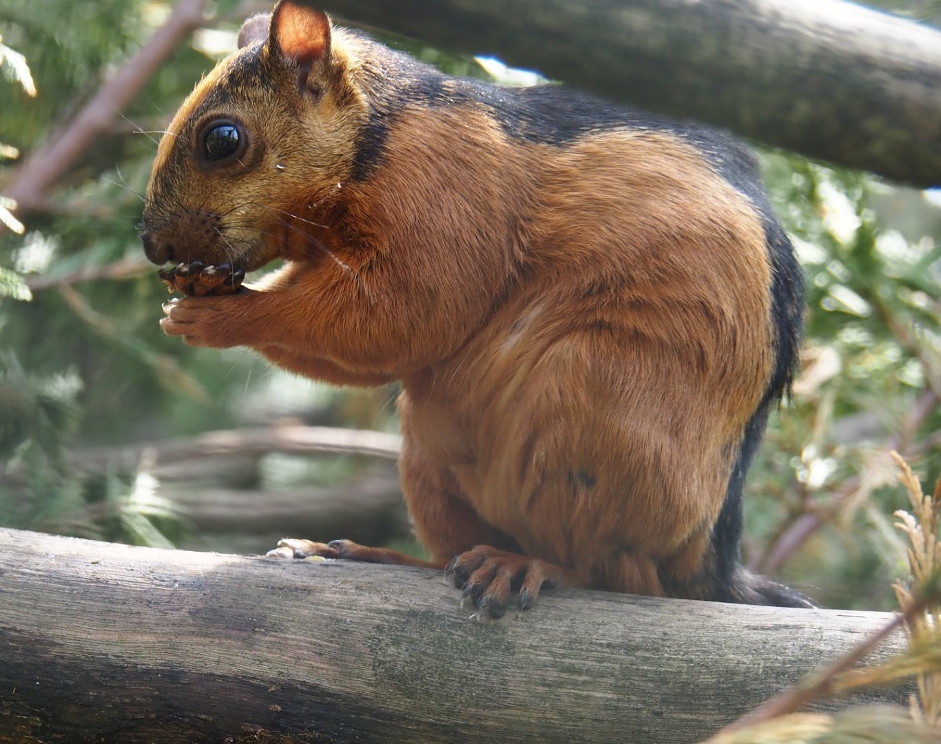 Red-flanked variegated squirrel (Sciurus variegatoides atrirufus) 2024-05-11