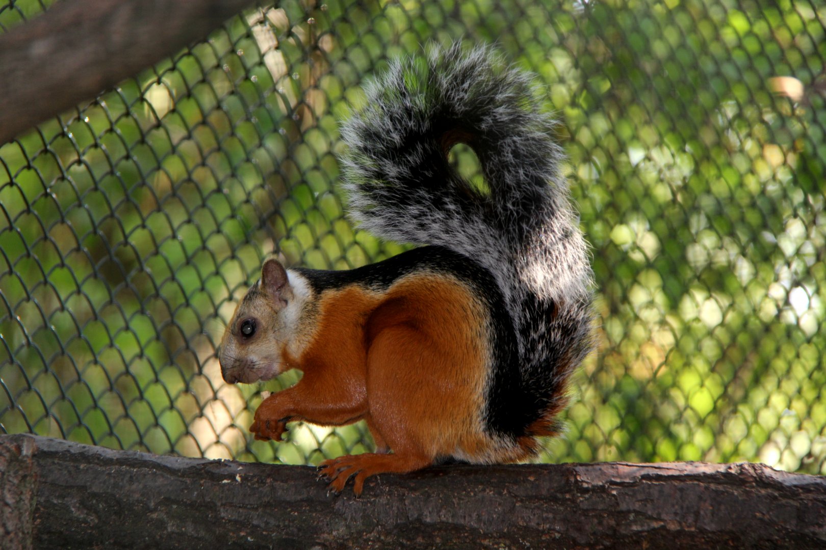 Red flanked variegated squirrel (Sciurus variegatoides atrirufus)