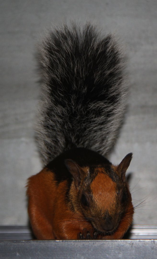 Red flanked variegated squirrel (Sciurus variegatoides atrirufus)