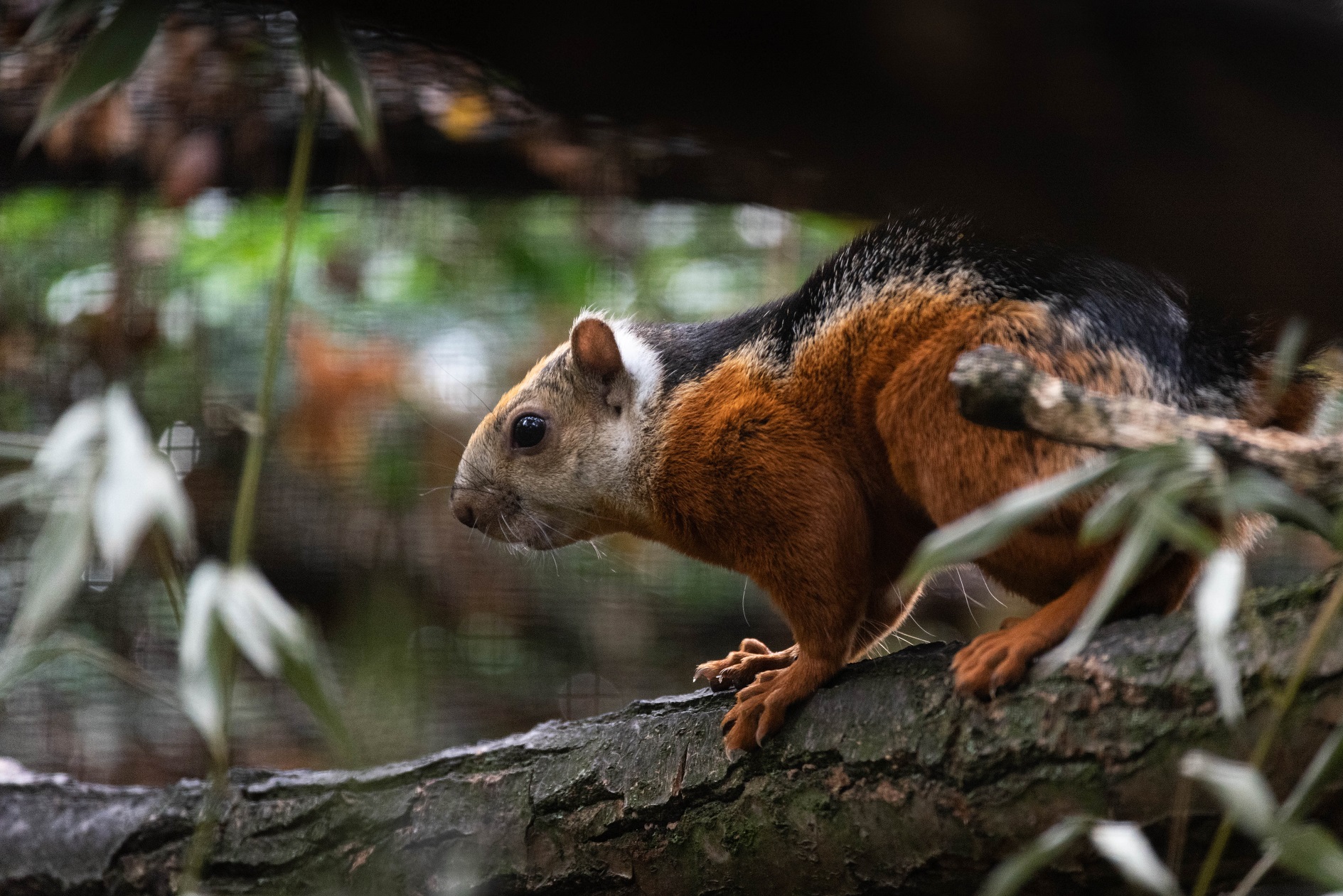 Red-flanked variegated squirrel - Sciurus variegatoides atrirufus