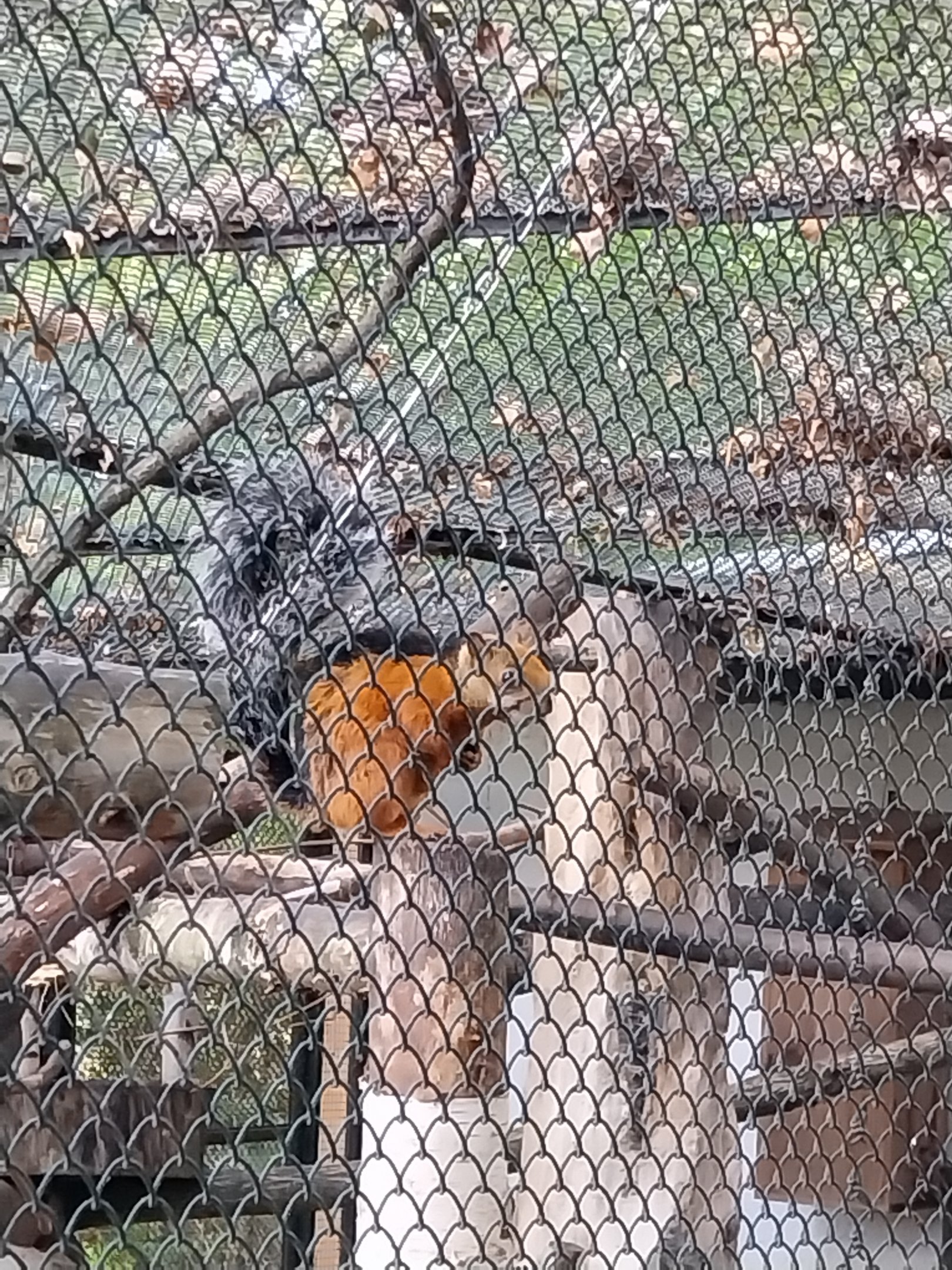 Red-flanked Variegated Squirrel (Sciurus variegatoides atrirufus)