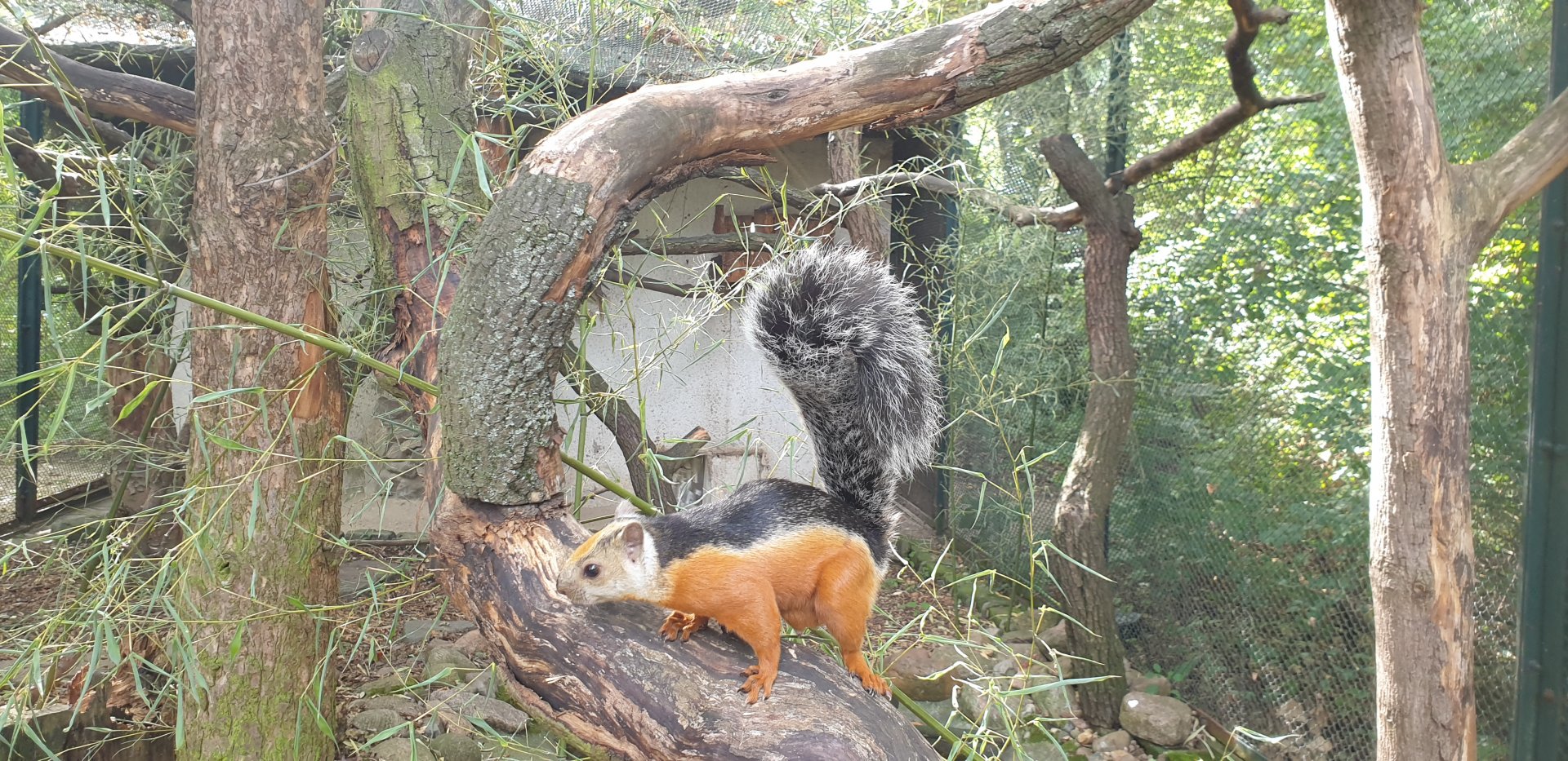 Red-Flanked Variegated Squirrel