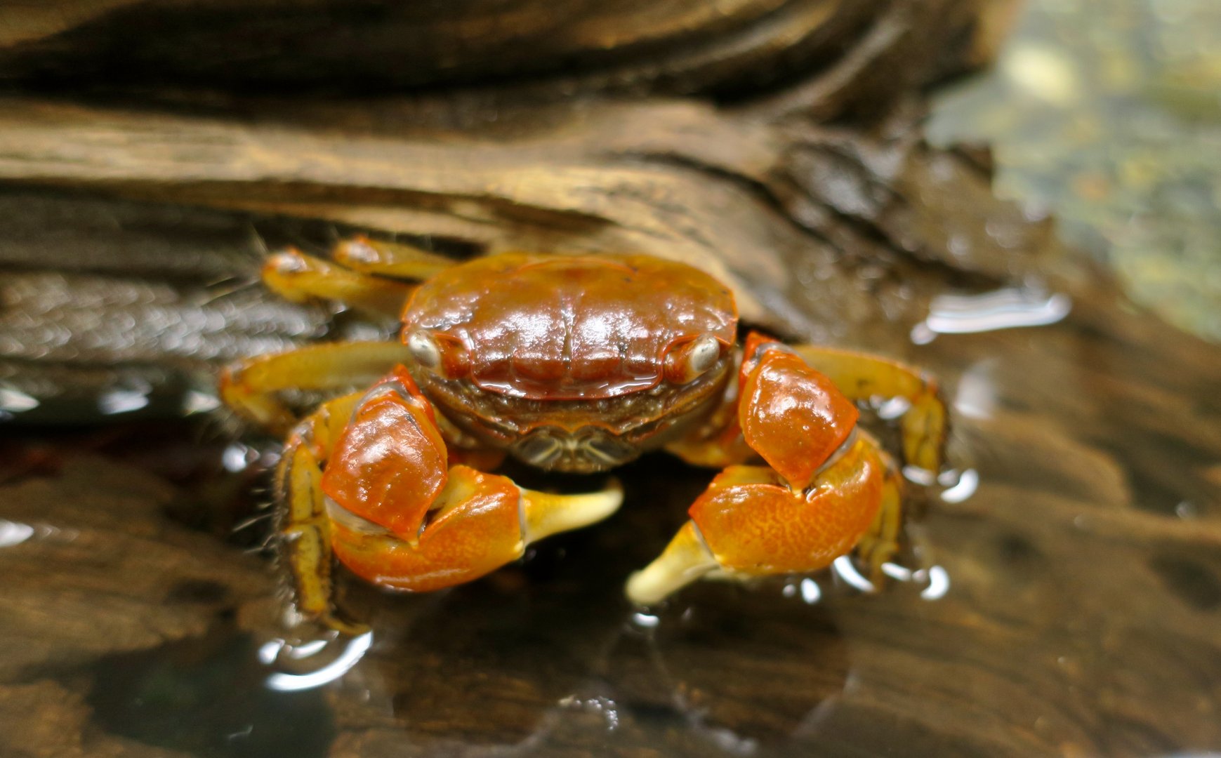 Red Flower Crab (Orisarma intermedium)