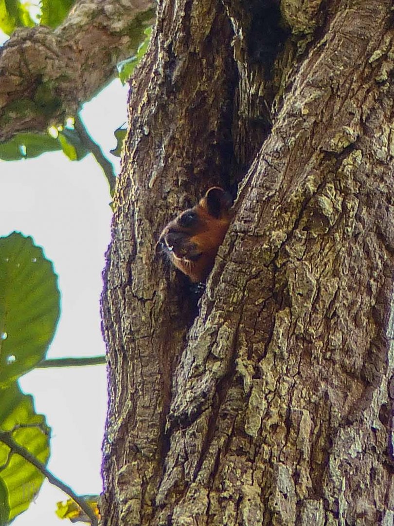 Red Flying Squirrel