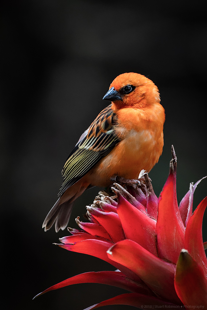 Red Fody - 16/09/2018