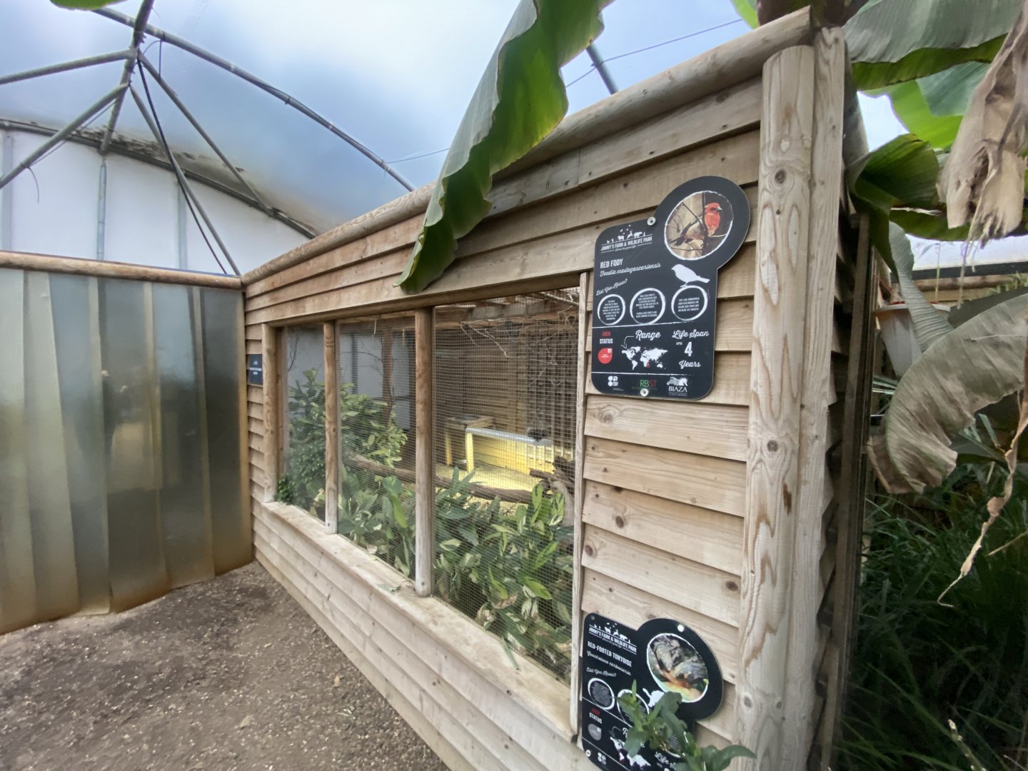 Red fody aviary within Butterfly House 130925