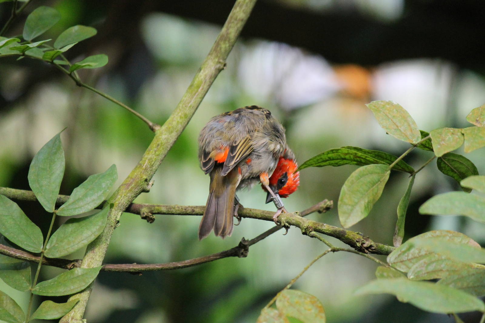 Red fody, Burgers' Bush