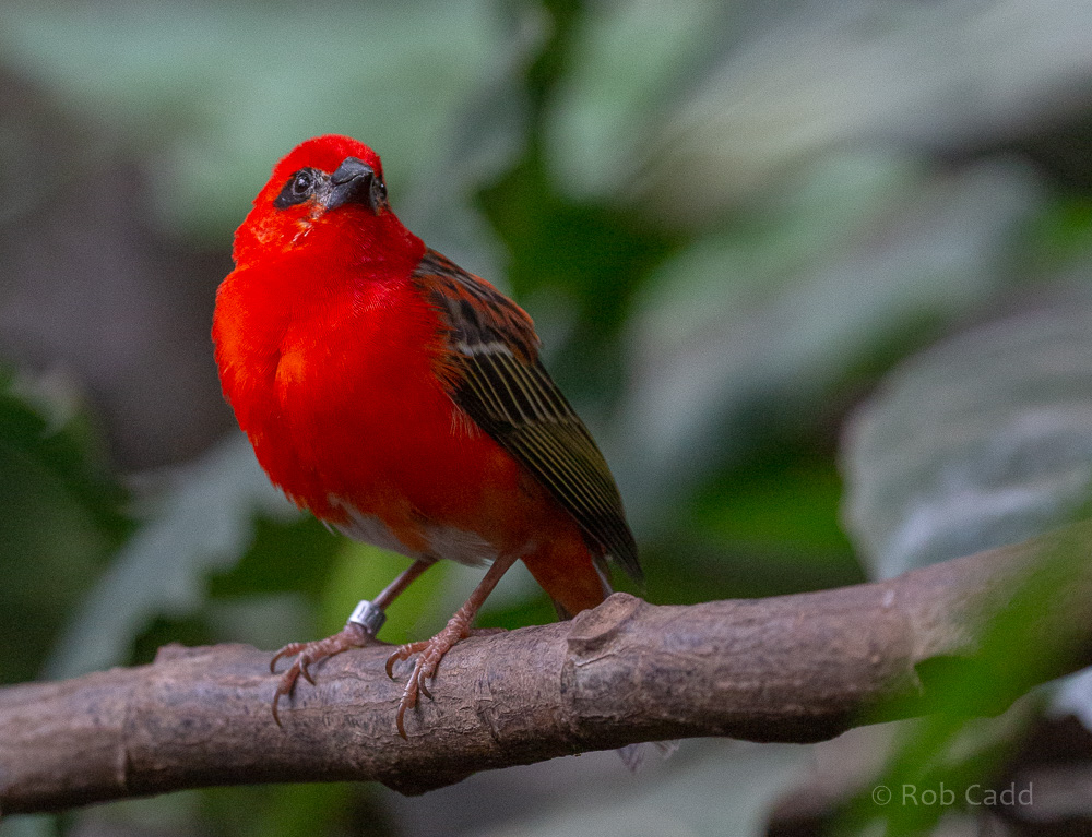 Red fody : Cotswold WP : 14 Jun 2019