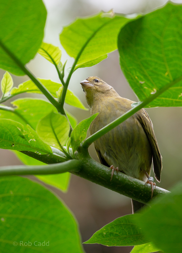 Red fody : Cotswold WP : 14 Jun 2019
