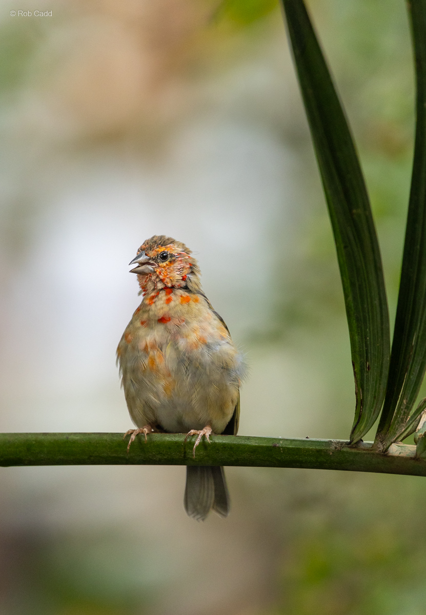 Red fody : Cotswold WP : 14 Mar 2025