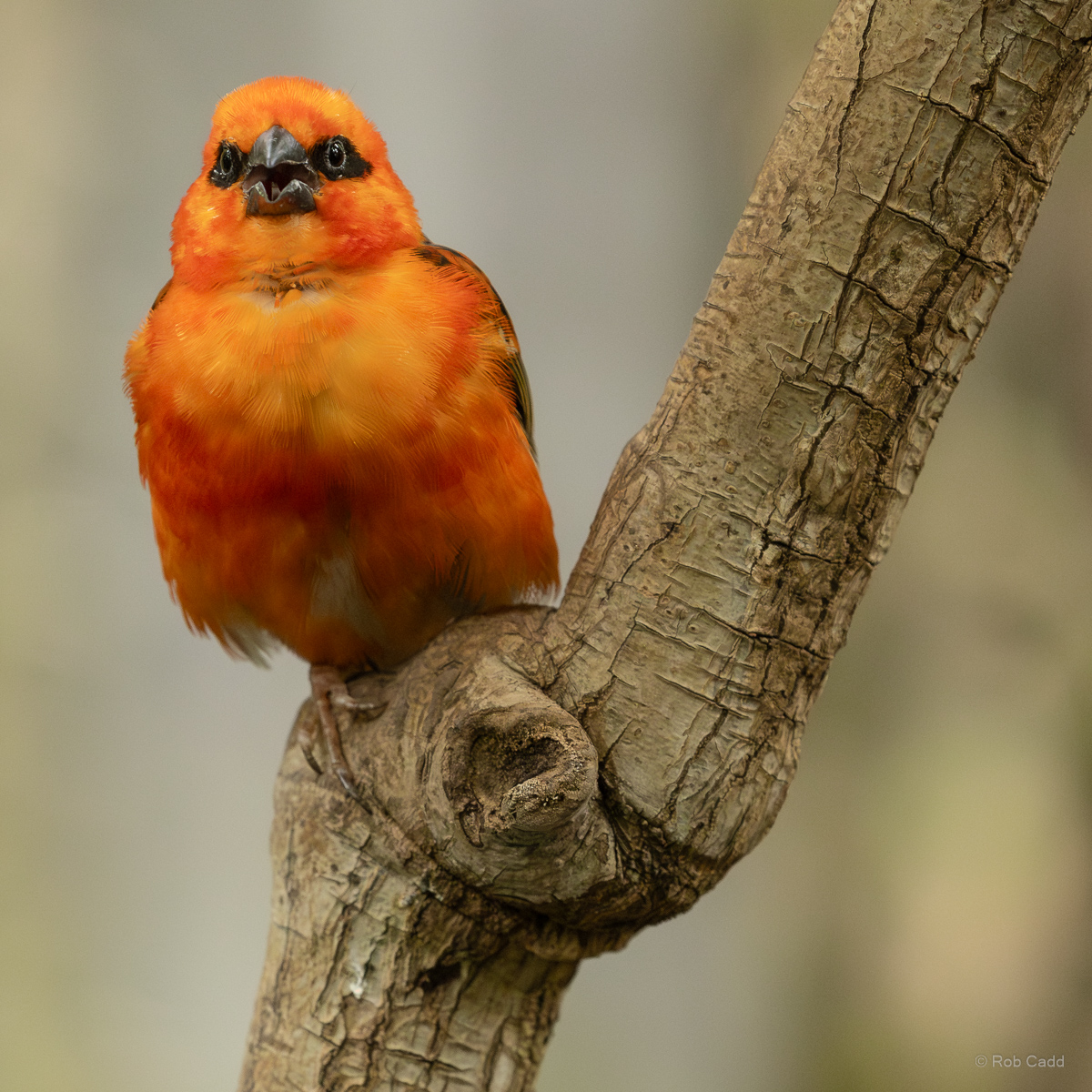 Red fody : Cotswold WP : 20 Jun 2025