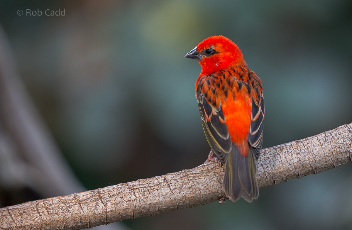 Red fody : Cotswold WP : 20 Oct 2015