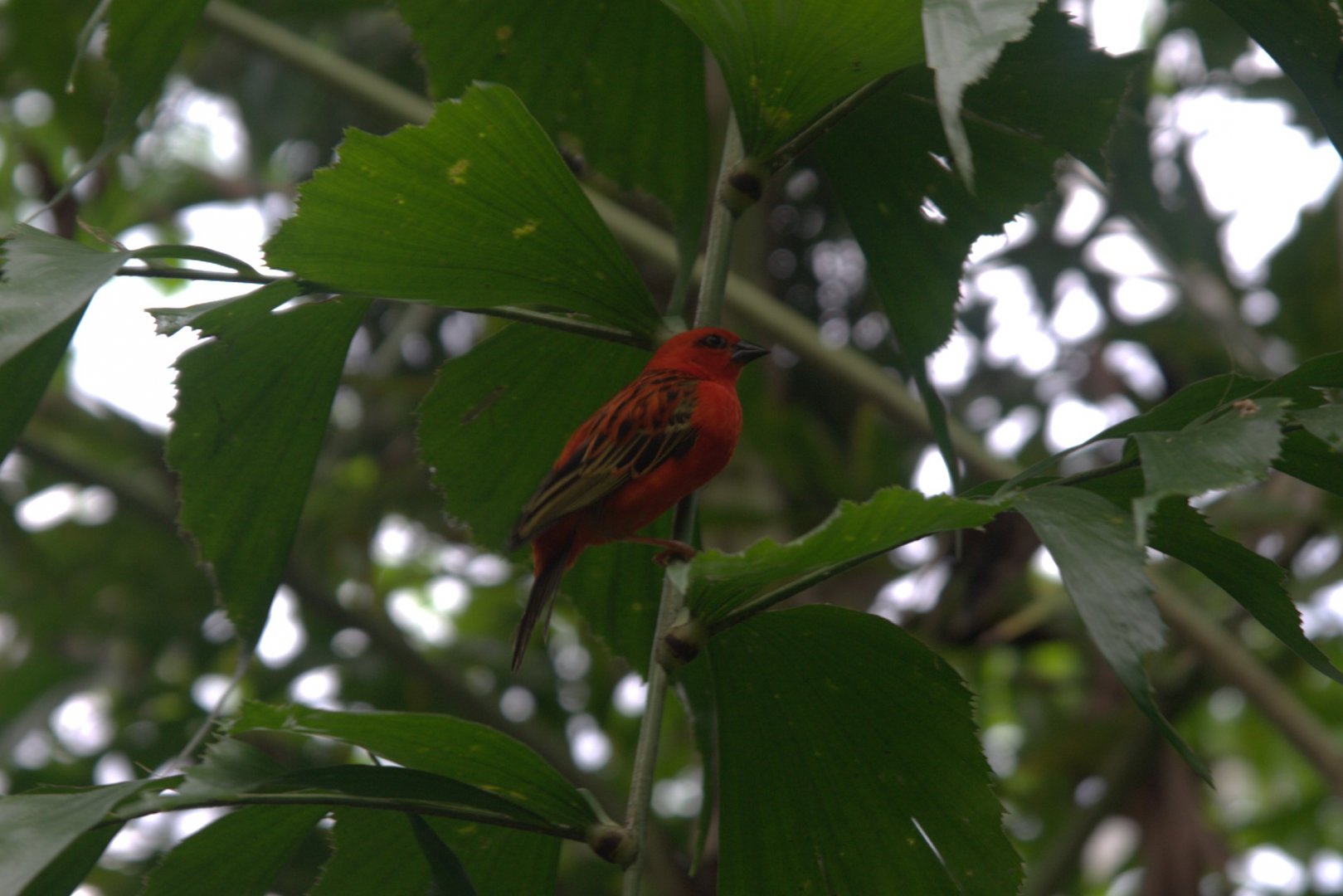 Red Fody (Foudia madagascariensis), 15-09-25