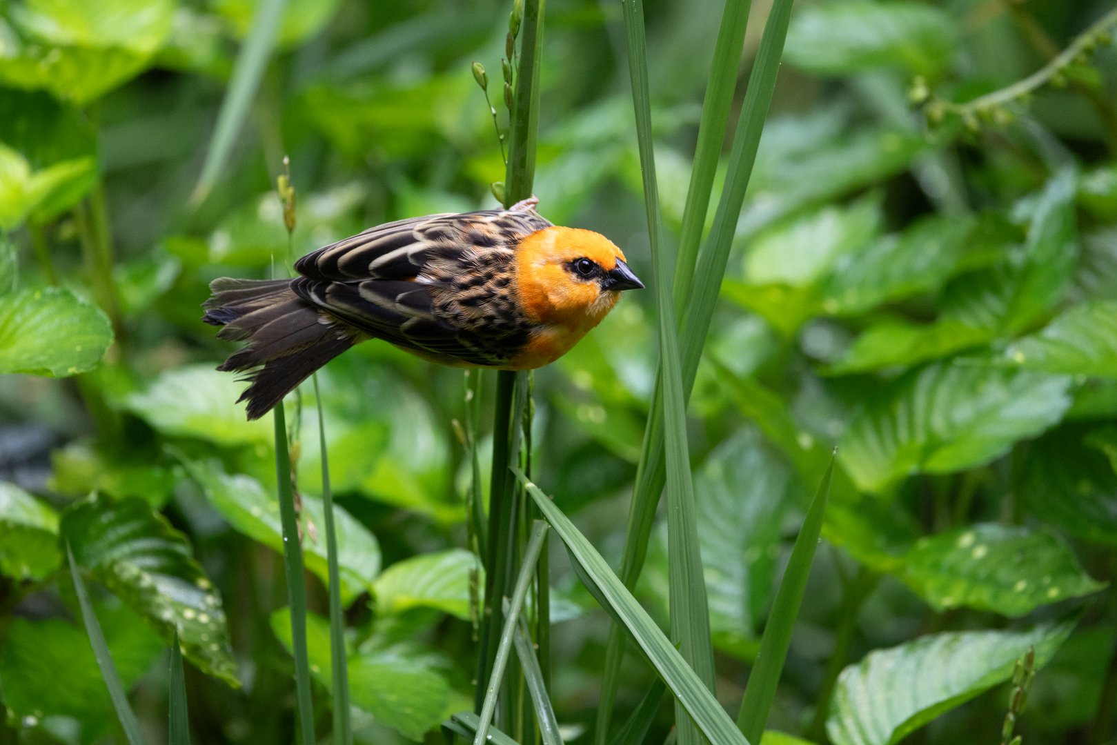 Red Fody (Foudia madagascariensis) - Bush