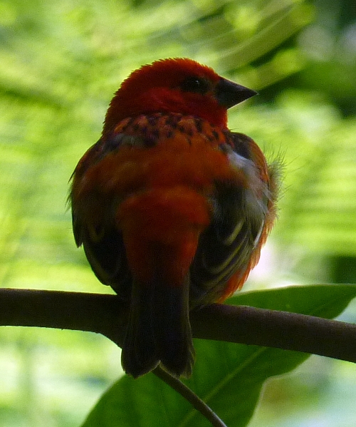Red fody (Foudia madagascariensis)