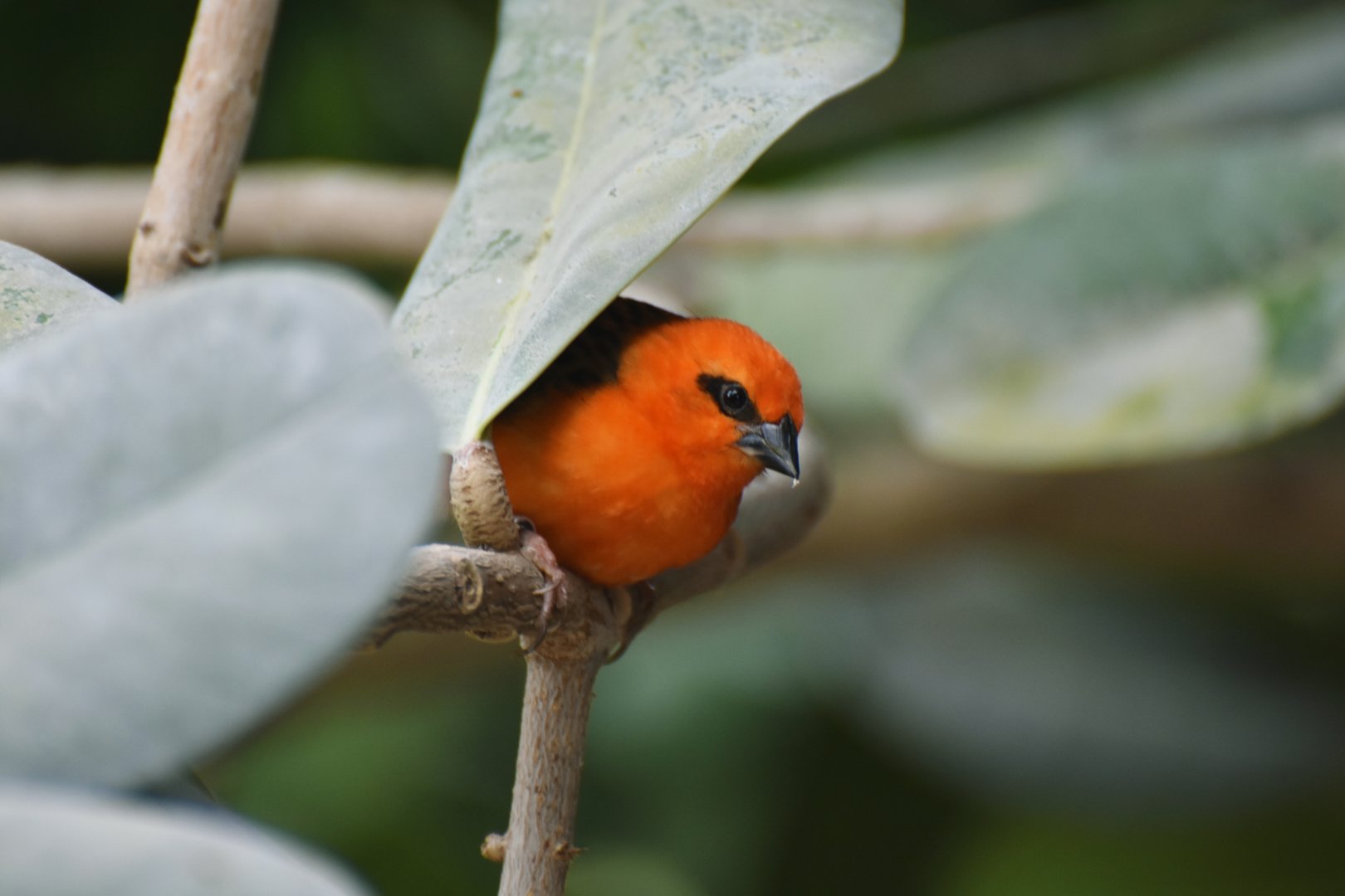 Red fody (Foudia madagascariensis)
