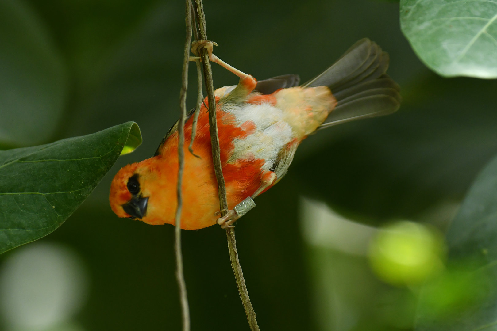 Red Fody (Foudia madagascariensis)