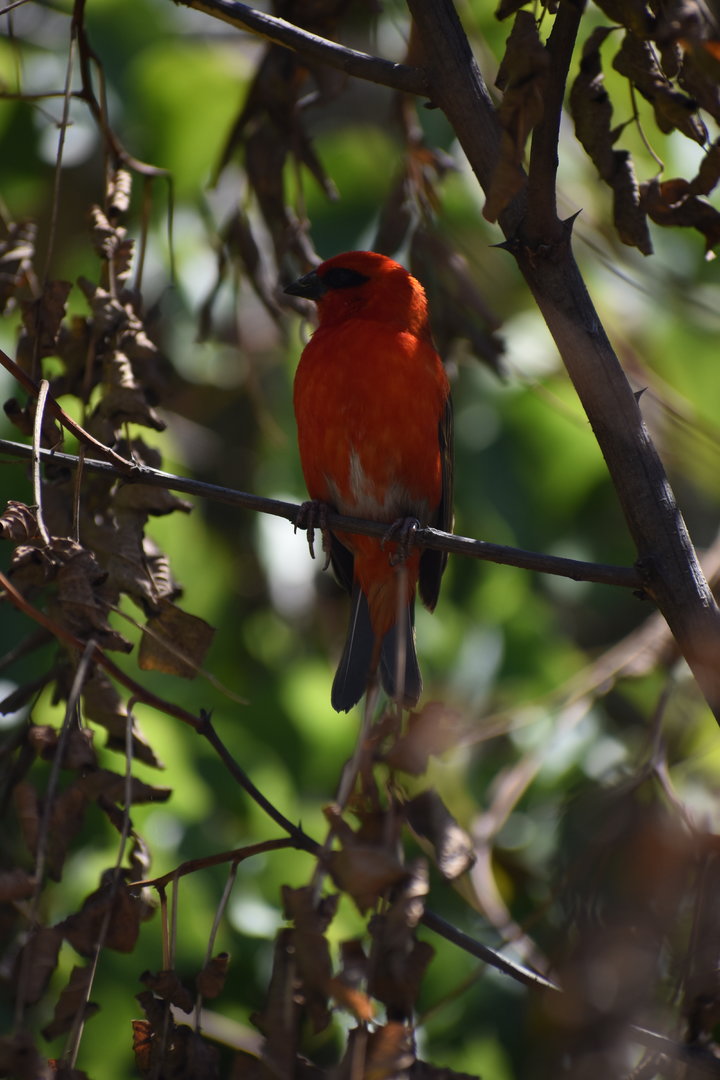 Red Fody - Foudia madagascariensis