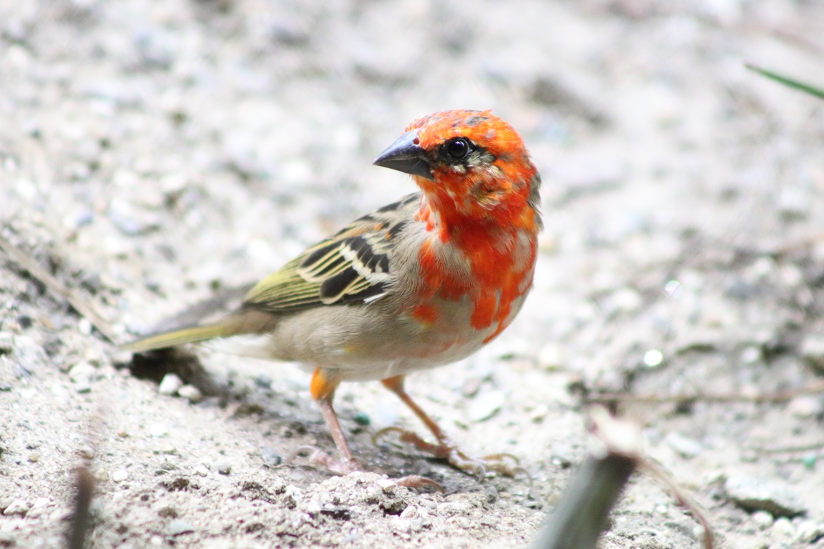Red Fody (Foudia madagascariensis)