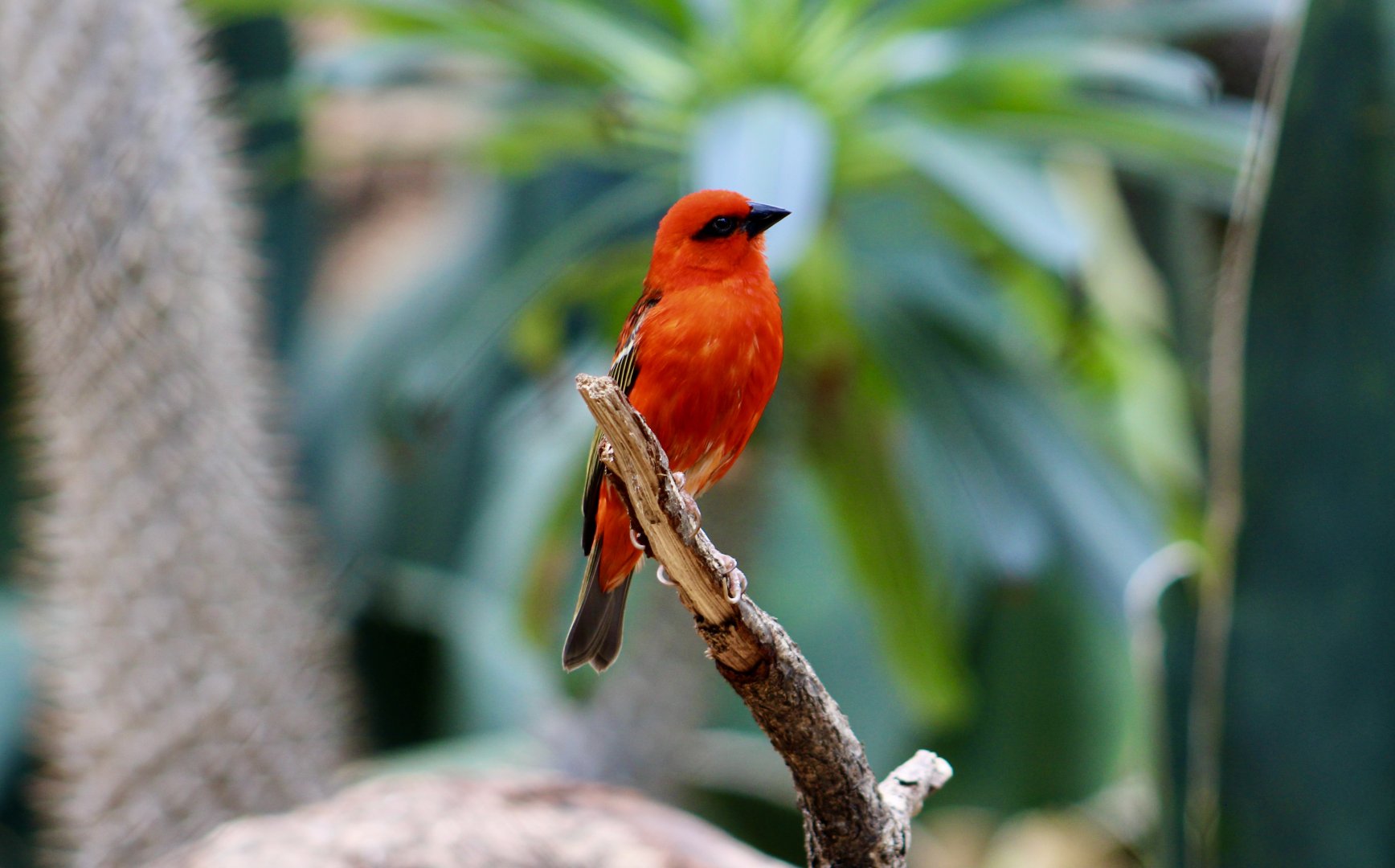 Red Fody (Foudia madagascariensis)