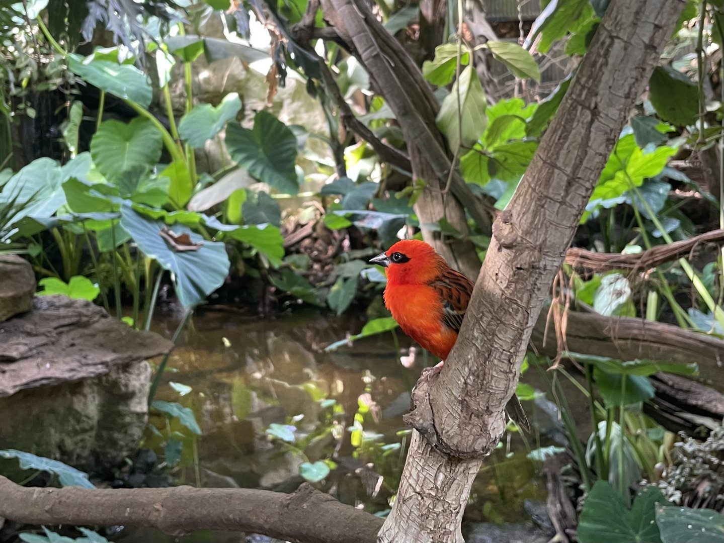 Red Fody, (Foudia madagascariensis)