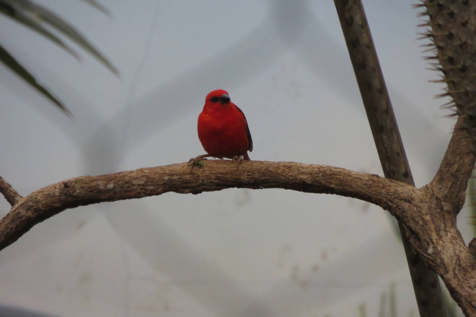 Red Fody - Madagascar 031215