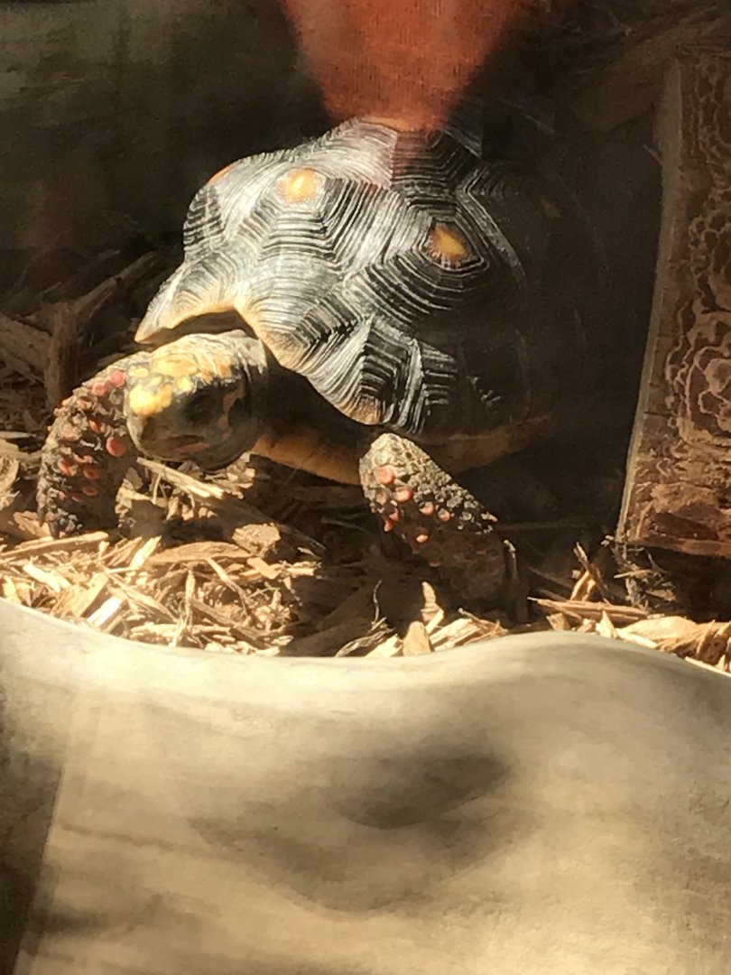 Red-foot tortoise