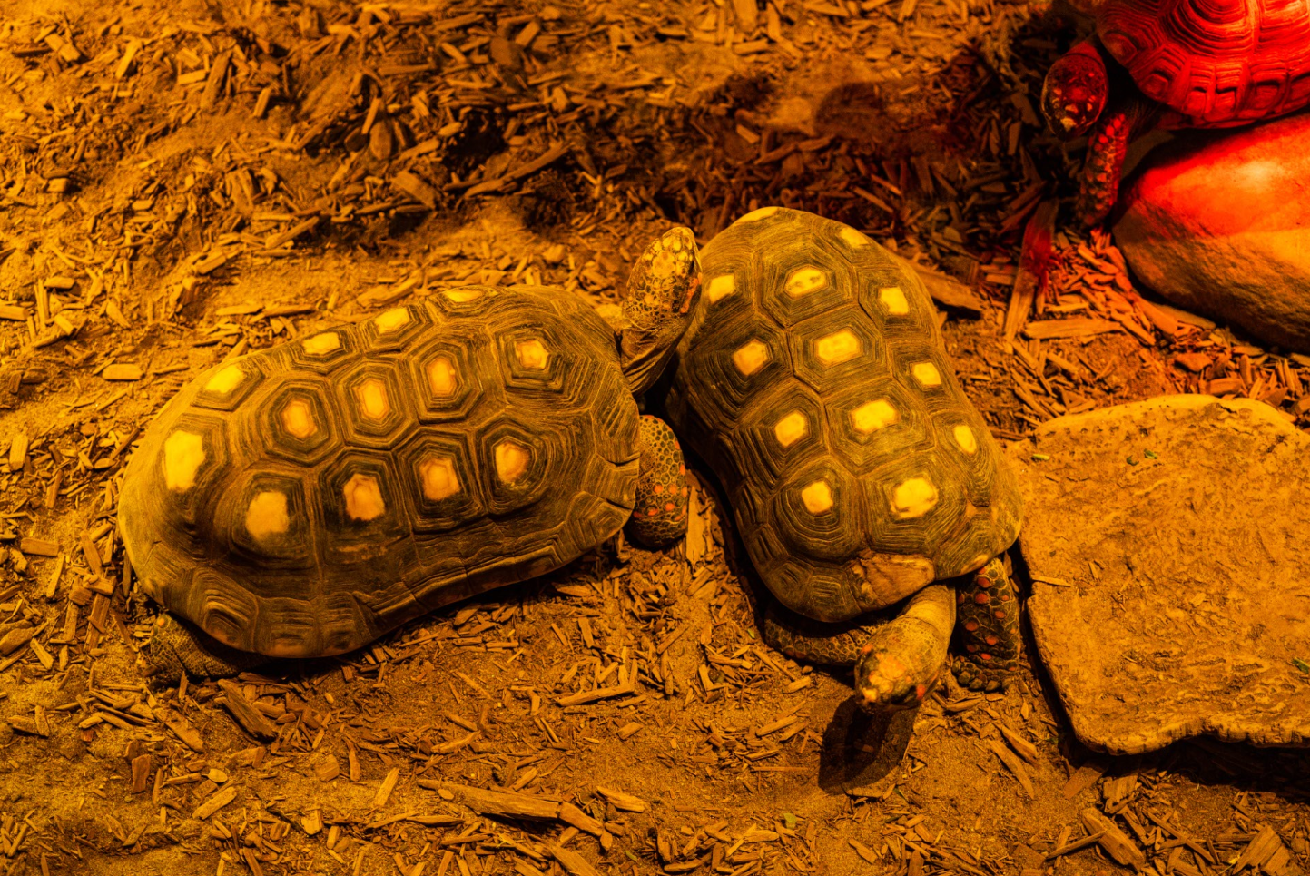 Red-foot Tortoises
