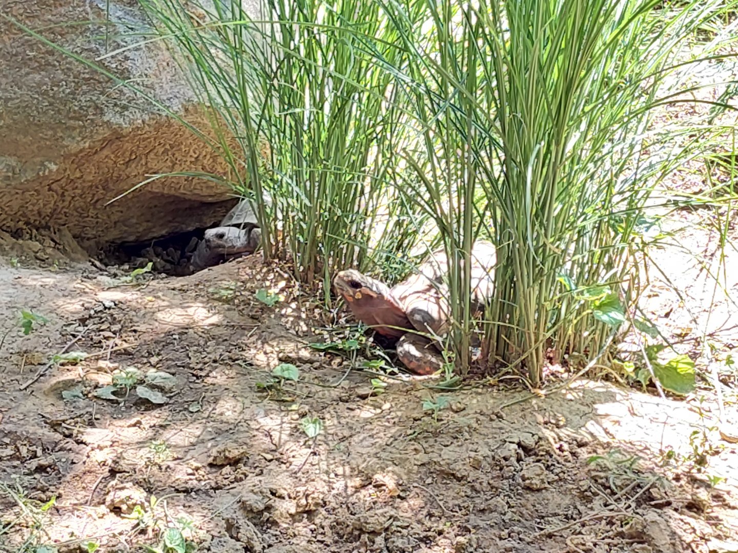 Red Footed and Gopher Tortoise