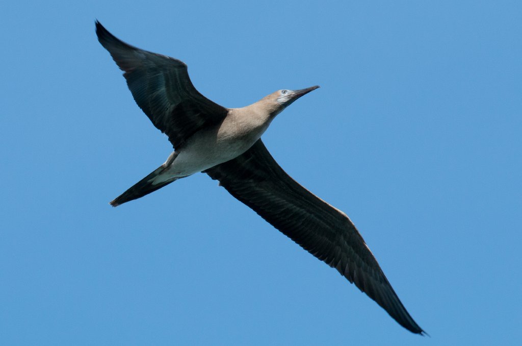 Red-footed Booby juvenile