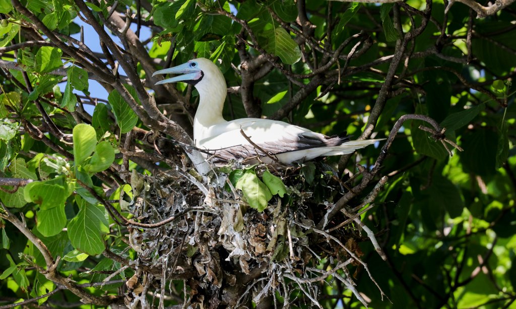 Red-footed Booby on nest