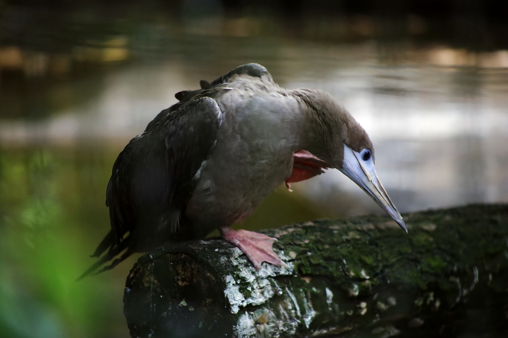 Red-footed Booby Scratching